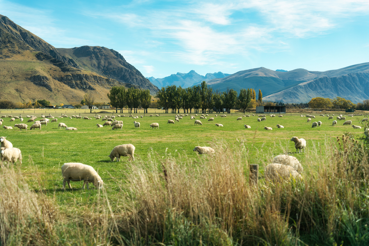 FIRST-PERSON: Our Shepherd is the LORD Almighty